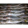 price frozen horse mackerel BQF